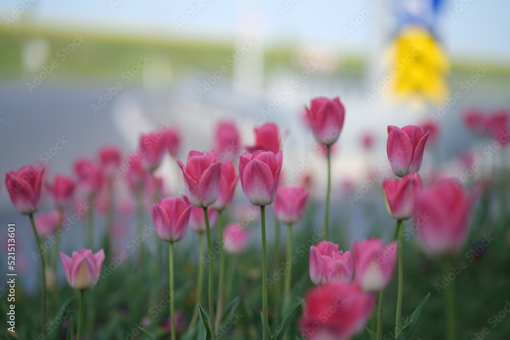 Fototapeta premium tulips in spring