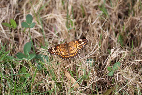 Beautiful Brown Butterfly © Douglas