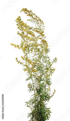 Artemisia vulgaris isolated on white background. Common mugwort flowers. Herbal medicine. Clipping path.