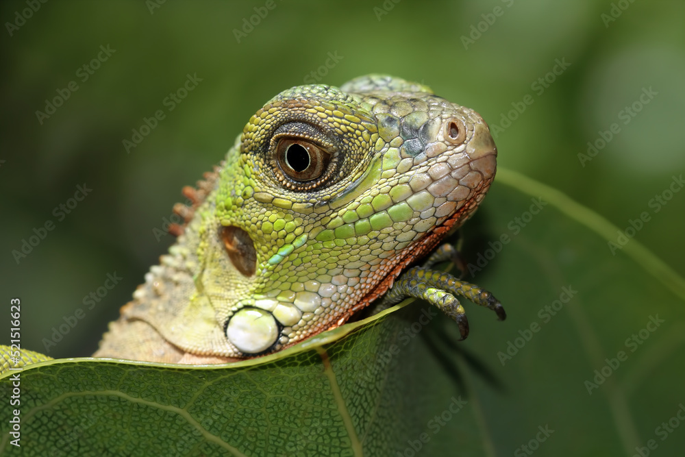 Fototapeta premium baby red iguana behind the leaves, animal closeup