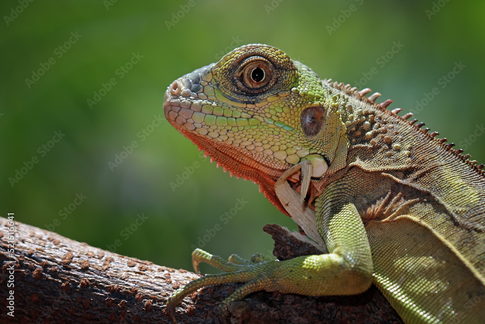Fototapeta premium baby red iguanas on branch, animal closeup