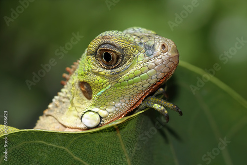 baby red iguana behind the leaves  animal closeup