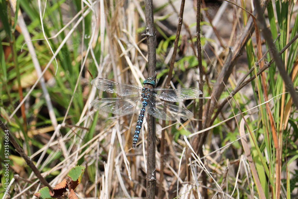 Dragonfly Freeze Frame