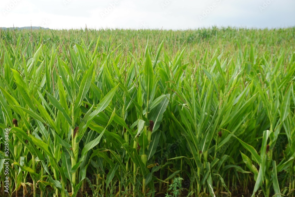 Obraz premium Grünes Maisfeld vor diesigem Himmel am Morgen bei Regen im Sommer