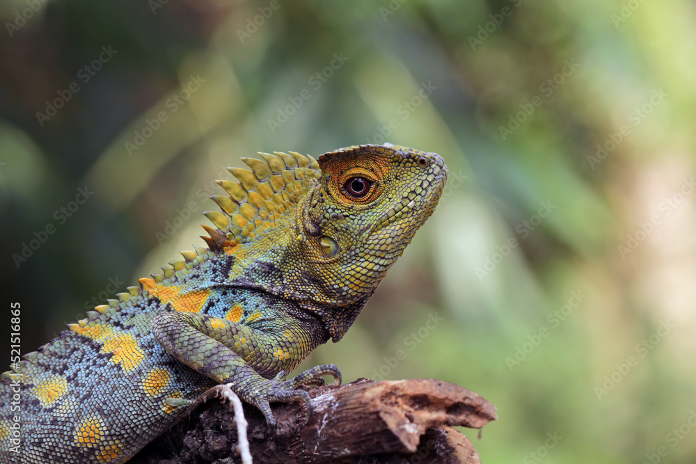 Fototapeta premium Forest dragon reptile, Gonocephalus chamaeleontinus, animal closeup