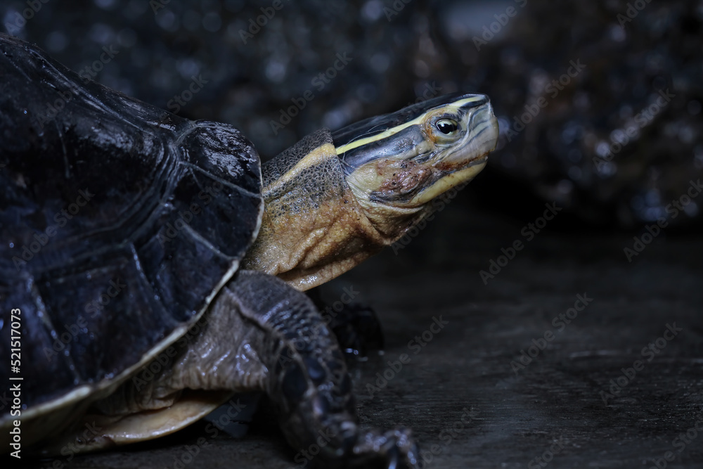 Ambonia turtle, Cuora amboinensis, animal closeup Ambonia turtle, Cuora amboinensis, animal closeup