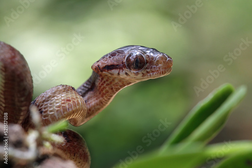 Baby boiga cynodon snake, colubrid snake endemic to asia, animal closeup