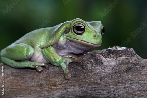 Beautiful tree frog on a branch dumpy frog, animal closeup