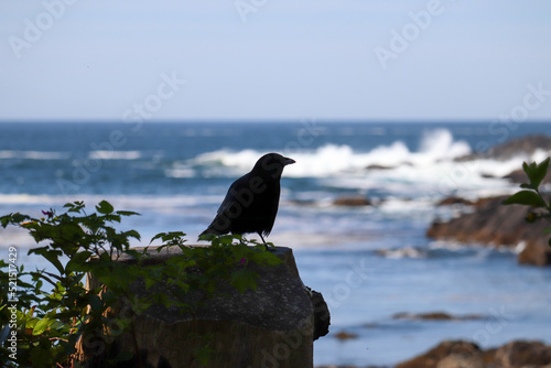 Crow on the Rocks