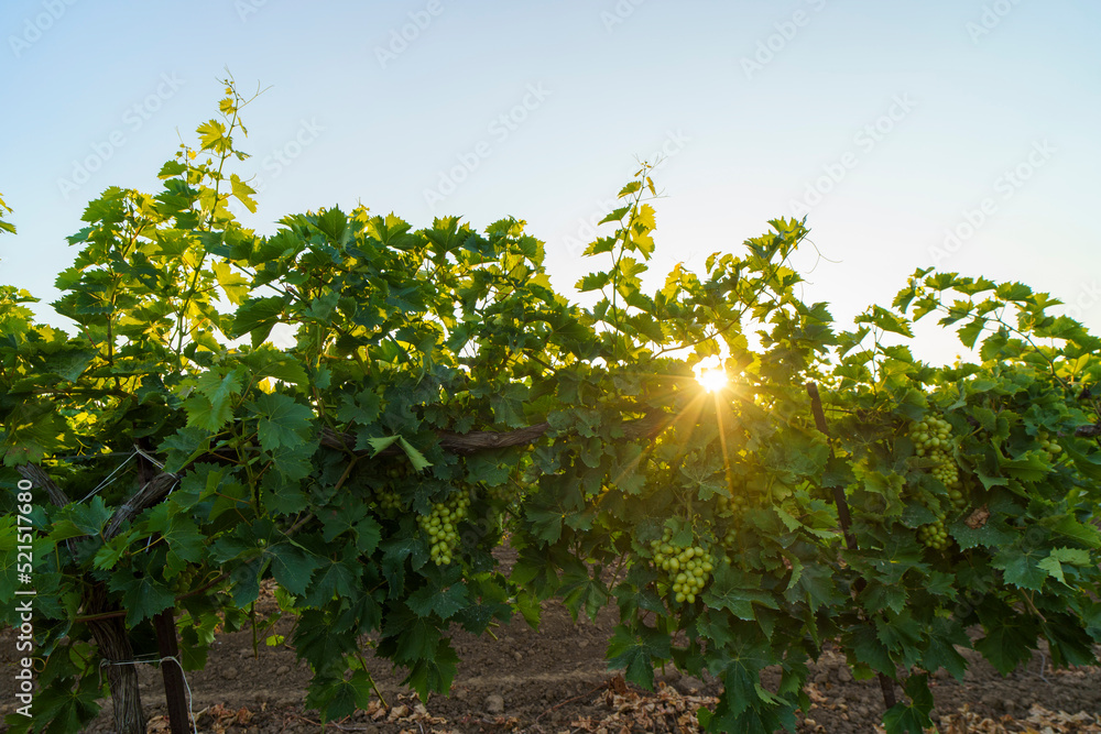 White wine grapes in vineyard on day time.