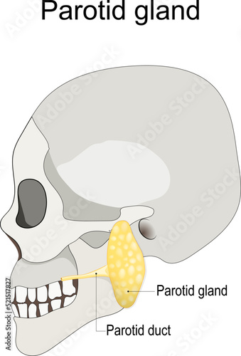 Humans skull with salivary gland and parotid duct. photo