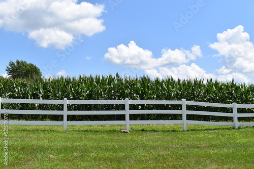 White Fence by a Corn Field