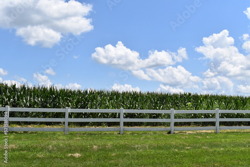 Slika na platnu White Fence by a Corn Field