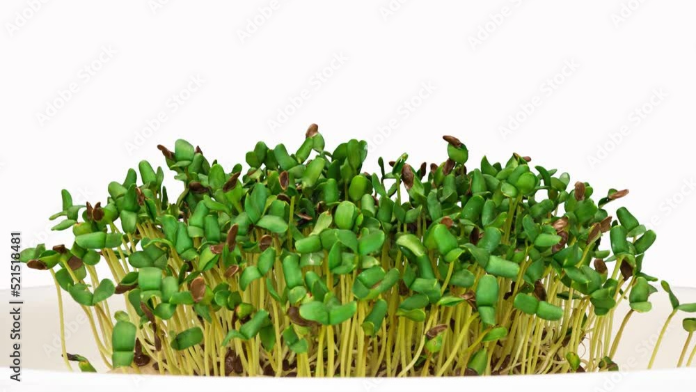 time interval. Flax seeds germinate. Microgreens, growing seedlings at