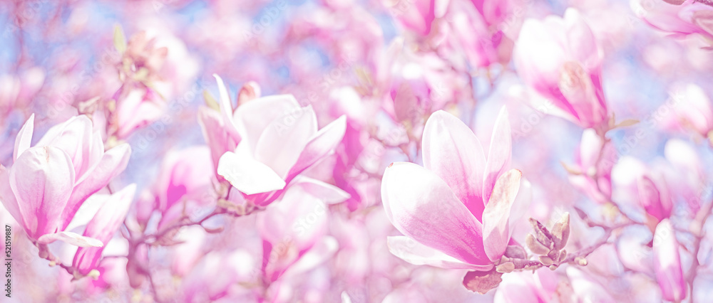 pink magnolia flowers on a flowering magnolia tree
