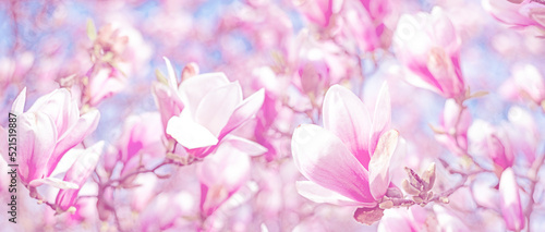 pink magnolia flowers on a flowering magnolia tree