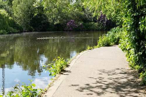 A group of small, fluffy, fuzzy ducklings, swimming with adult Canadian Geese seen at a distance on a pond in Wandsworth Common, in Southwest London.  Image has copy space.