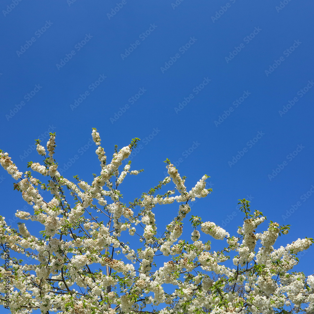 A tree in the spring, with white blossoms on the branches, and a bright cloudless blue sky as a backdrop. Image has copy space. A tree in the spring, with white blossoms on the branches, and a bright cloudless blue sky as a backdrop. Image has copy space.