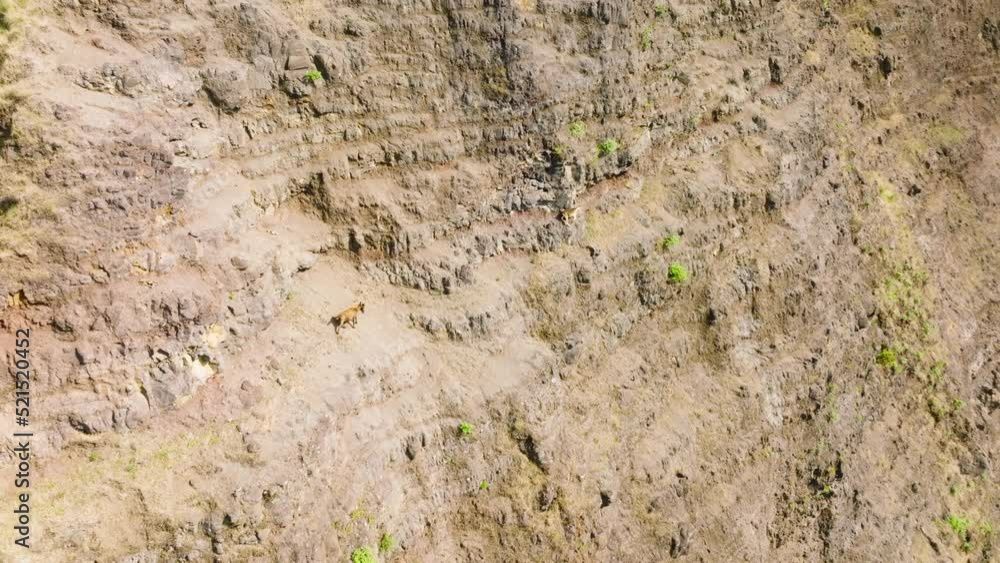 Drone shot of wild goats walking by trail on steep mountain cliff in Napali coast national park. Hawaiian Ibex goat, feral goat, or Spanish goat on breathtaking ridge landscape background sunny day Drone shot of wild goats walking by trail on steep mountain cliff in Napali coast national park. Hawaiian Ibex goat, feral goat, or Spanish goat on breathtaking ridge landscape background sunny day