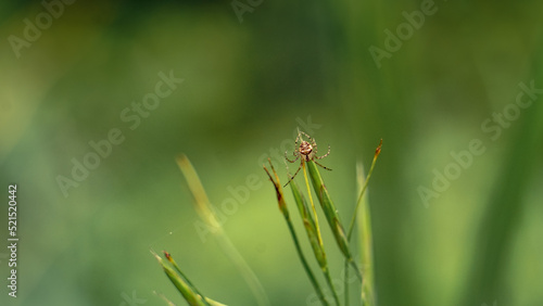 Macro Garden Spider Green Grass Background
