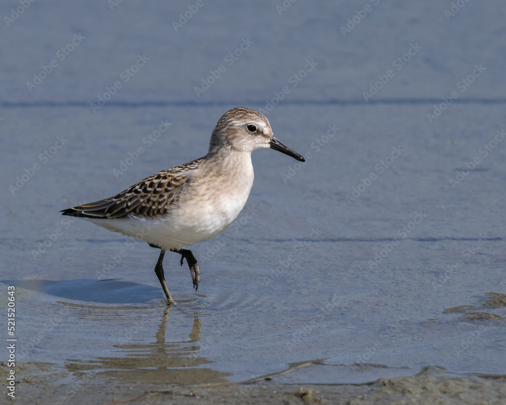 A Semipalmated Sandpiper in Alaska A Semipalmated Sandpiper in Alaska
