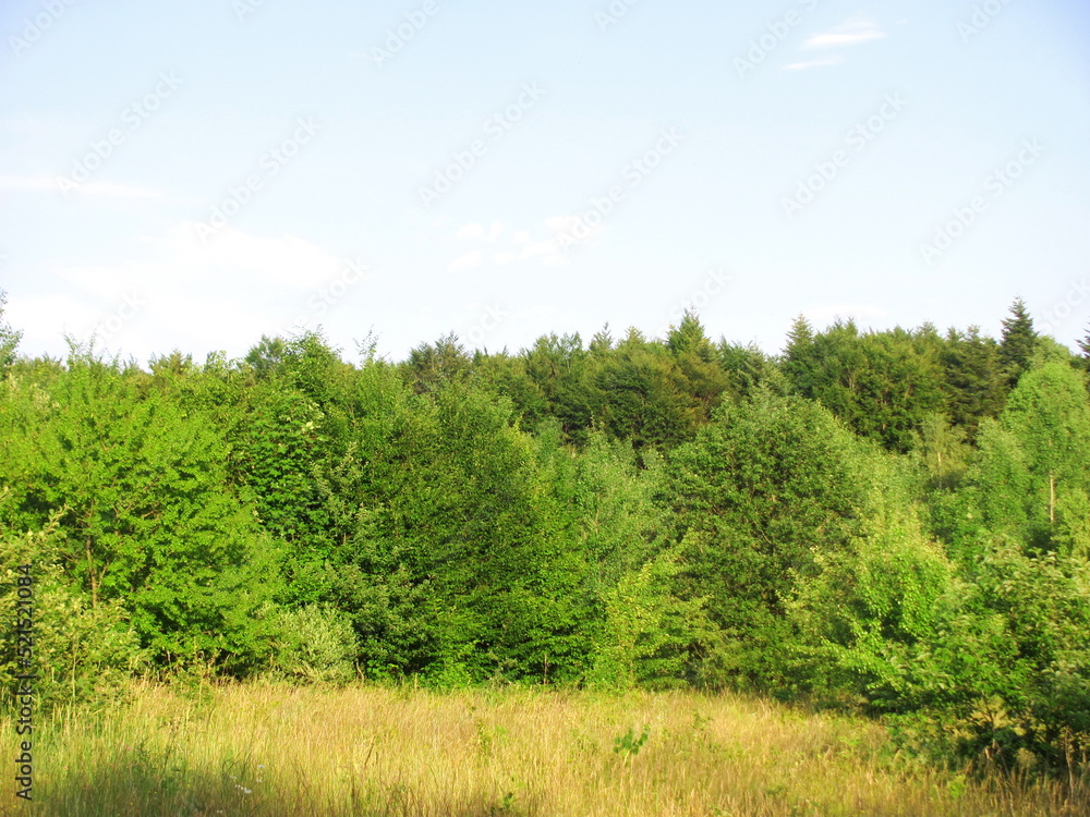 Beautiful forest edge in summer Beautiful forest edge in summer