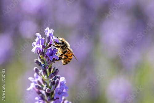 Photo macro d'une abeille dans une lavande violette