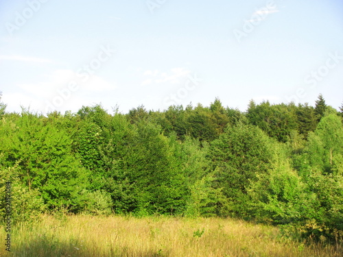 Beautiful forest edge in summer