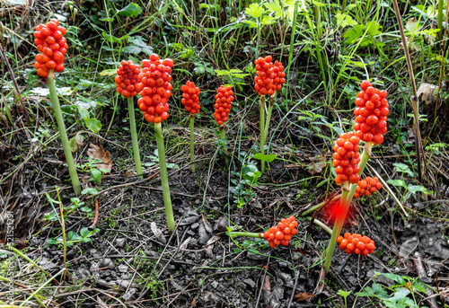 Arum maculatum with red berries, a poisonous woodland plant photo