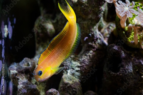 Midas blenny on live rock stone  natural orange coloration  hardy fish species with tentacles for experienced aquarist require care in reef marine aquarium  popular pet in LED actinic blue low light
