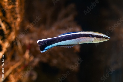bluestreak cleaner wrasse side view, useful fish clean other animals from parasites, popular pet in marine aquarium require care of experienced aquarist, actinic blue LED light, blur background photo