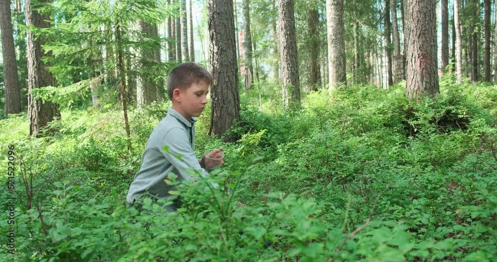 Little boy collecting and eating ripe blueberries from bush in forest. Karelia Little boy collecting and eating ripe blueberries from bush in forest. Karelia