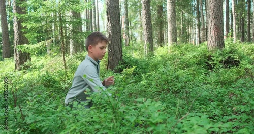 Little boy collecting and eating ripe blueberries from bush in forest. Karelia