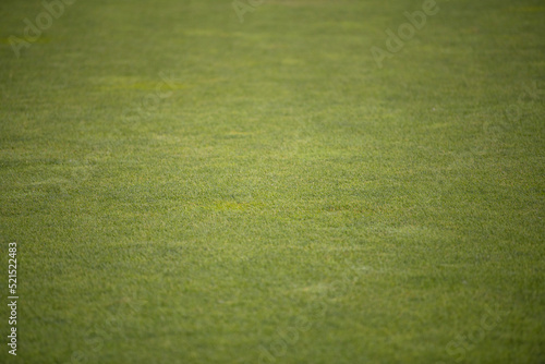 Beautiful fresh green grass on football field, soccer field.