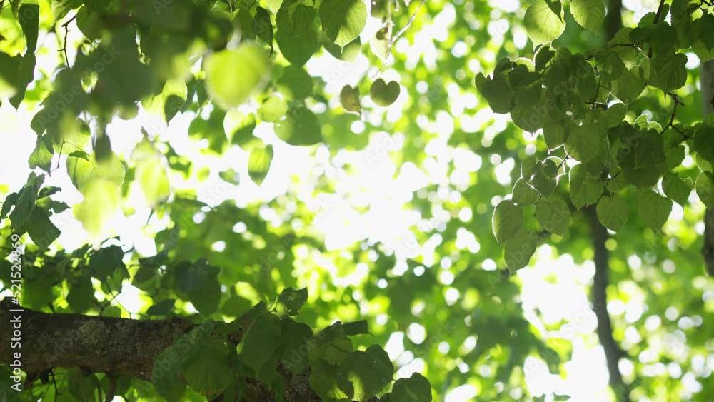 Static shot of sunlight beaming through the green leaves of trees above as they sway in the gentle breeze Static shot of sunlight beaming through the green leaves of trees above as they sway in the gentle breeze
