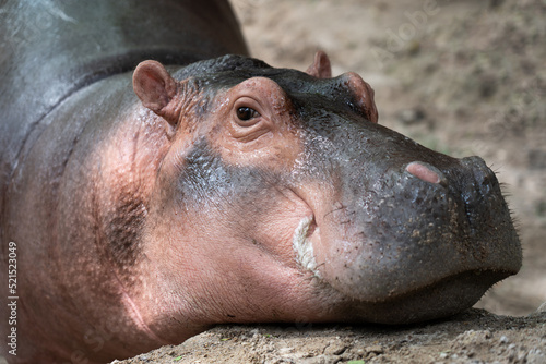 Baby cute African hippopotamus or hippo feel like sleepy in a zoo.