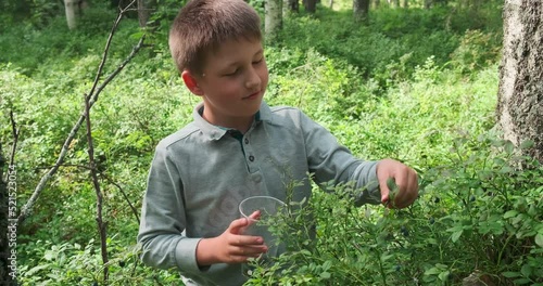Little boy collecting and eating ripe blueberries from bush in forest. Karelia