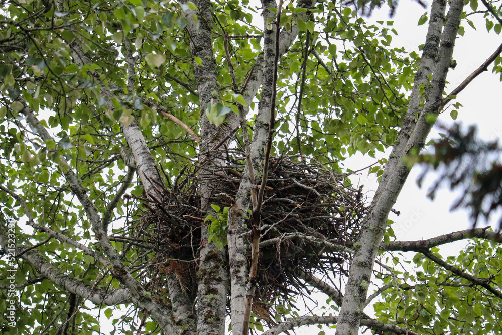 Fototapeta premium Eagles Nest in Tree