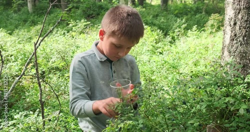 Little boy collecting and eating ripe blueberries from bush in forest. Karelia