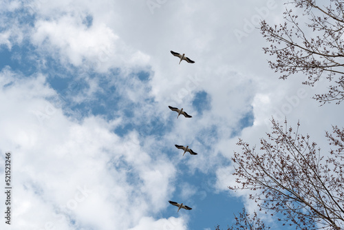 American White Pelicans In Flight