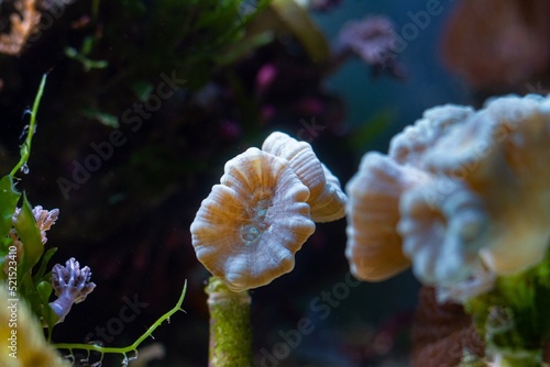 big polyp of healthy candy cane coral animal in nano reef marine aquarium, LED actinic blue low light, beautiful live rock ecosystem, popular hard pet for beginner aquarist, glass refraction effect