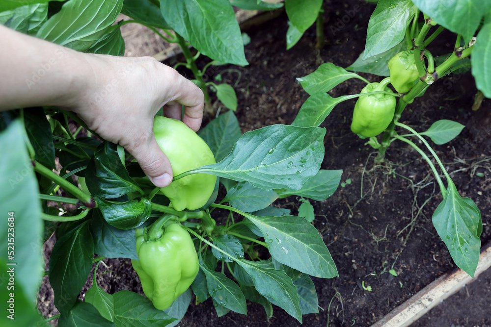 Green Bulgarian sweet pepper in garden bed, hand takes vegetable harvesting Green Bulgarian sweet pepper in garden bed, hand takes vegetable harvesting