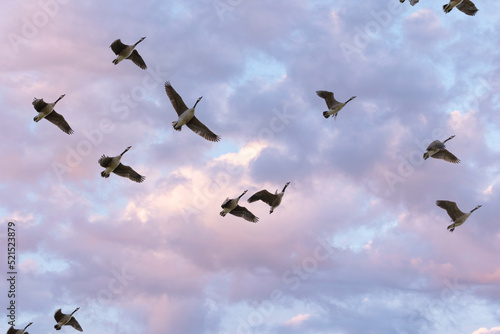 Flock of Canada Geese scientific name branta canadensis Flying above with a stunning twilight sky