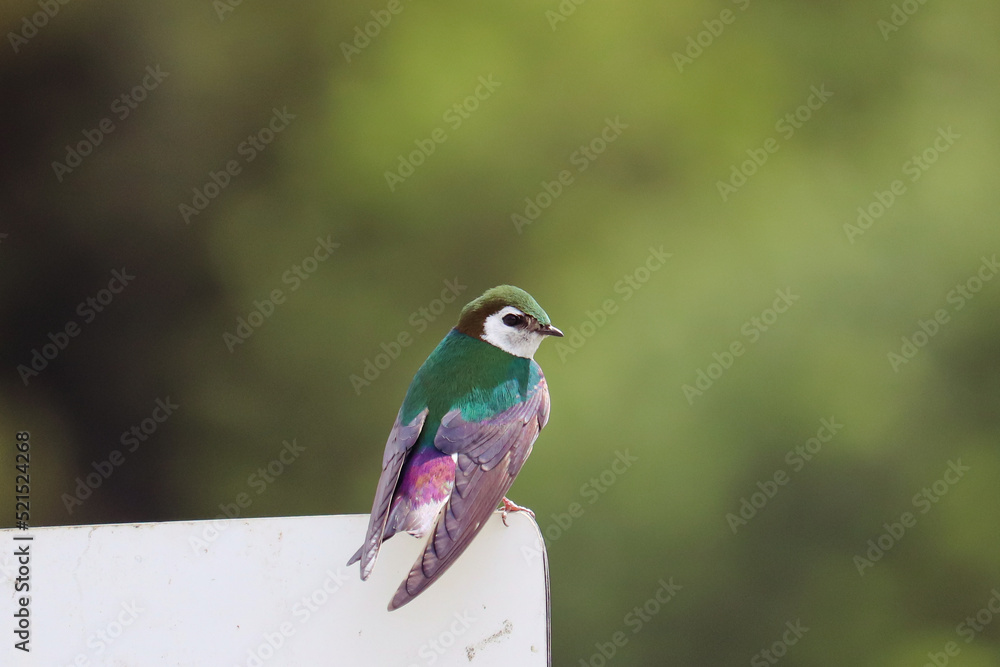 Obraz premium Beautiful Swallow