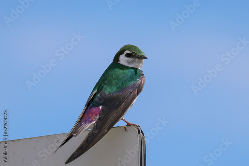 Violet Swallow on Sign