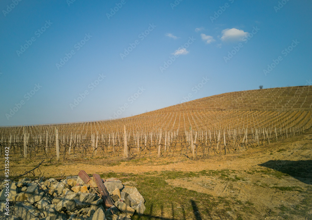 Vineyard growing on a mountainside in spring