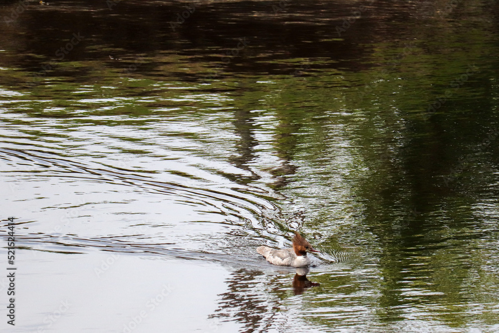 Fototapeta premium Merganser and Green Water