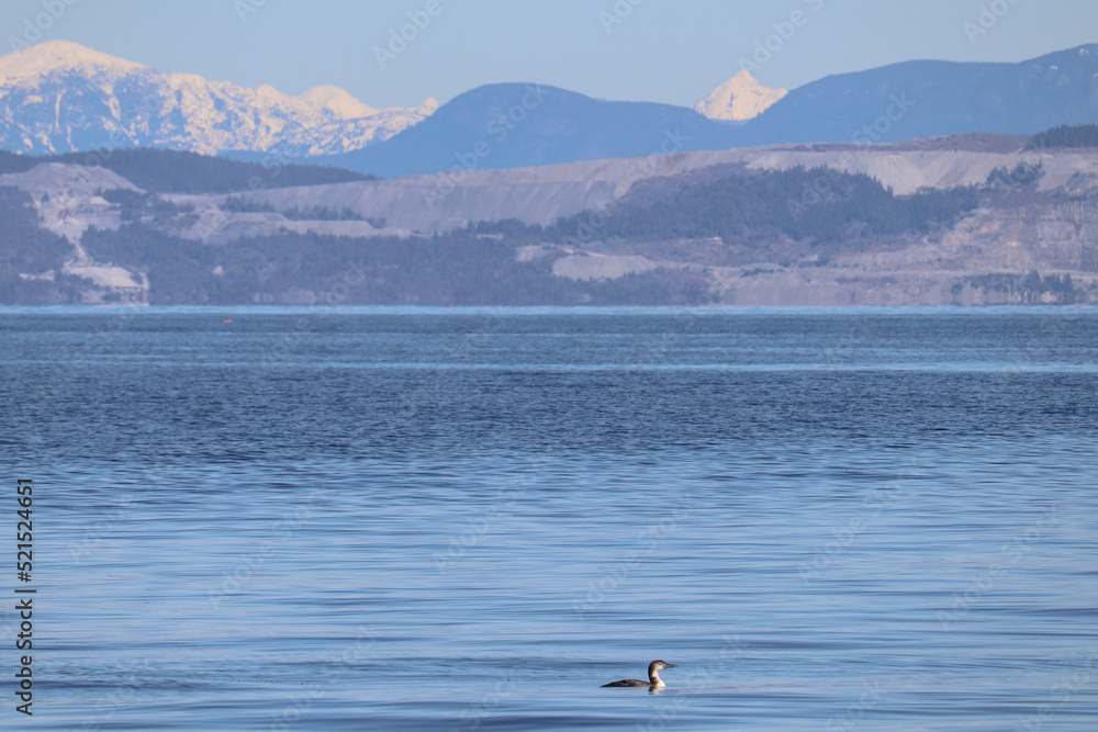 Naklejka premium Sea Loon