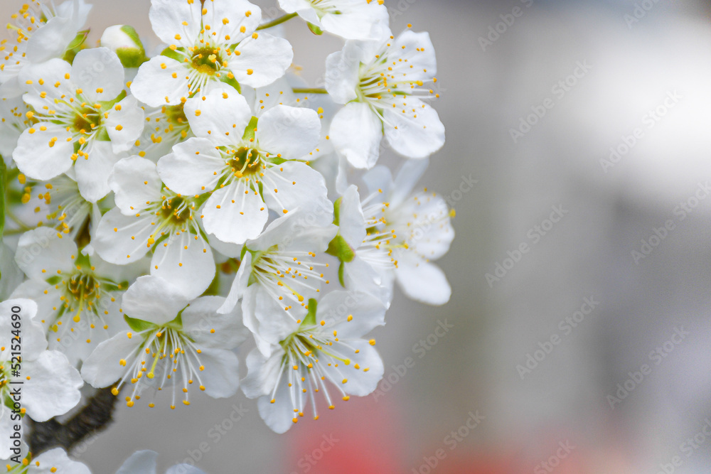 White flowers in blooming tree in spring, cherry blossom