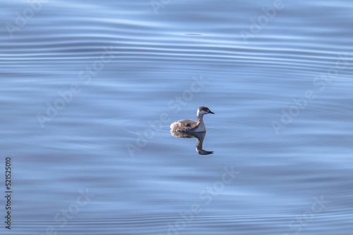 Grebe in the Water